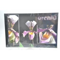 Obraz 30x45cm orchid 49563-007