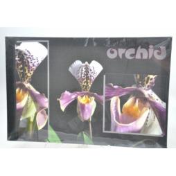 Obraz 60x40cm orchid 49564-007